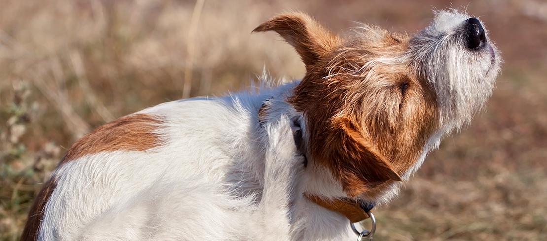 How old does a puppy have 2024 to be for a flea collar